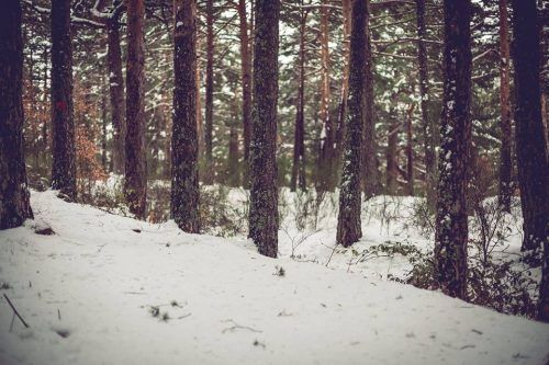 La nieve no se puede domar - Corsets El Secreto de Carol
